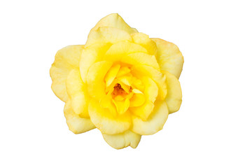 close up beautiful yellow rose flower isolated on white background . valentine day of love . texture and pattern of plant petals . object symbol of romantic .