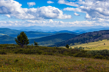 A landscape view of beautiful fresh green field  with three and  Altai mountain background.  Panoramic view of beautiful green field in the Altai mountains