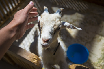 The little white goat