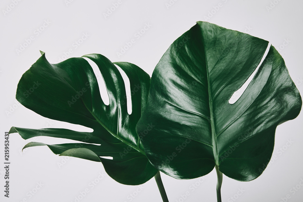 beautiful green monstera leaves isolated on white - obrazy, fototapety, plakaty 