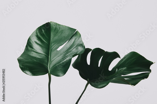Cuadros en Lienzo close-up shot of monstera leaves isolated on white