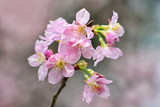 Fototapeta Londyn - close up pink Cherry blossom or the sakura flower in spring season with Beautiful Nature Background at Taiwan