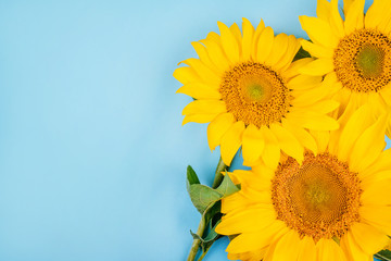 Bright big yellow sunflower bouquet on blue background. Flatlay style.