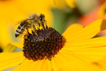 Wall Mural - Fleißiges Bienchen