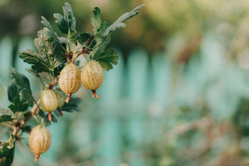 Berry in the garden.Gooseberry on a branch.Place for text.