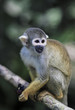 Black capped squirrel monkey eating butterfly in tree 