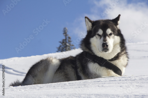 Plakat Łuski psa na zewnątrz leży na śniegu