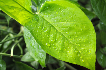 Water drops on green leaf background