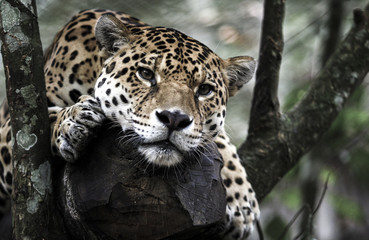 Wall Mural - Jaguar (Panthera onca) resting on tree in jungle