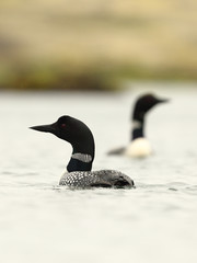 Wall Mural - Great northern diver