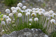 Strand-Grasnelke (Armeria Maritima) Mit Weißen Blüten