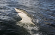 Great white shark (Carcharodon carcharias) breaching on ocean surface