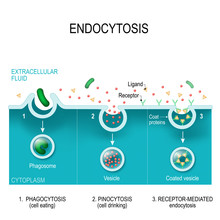 The Different Types Of Endocytosis