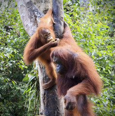 orangutang in Borneo