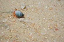 Hermit Crab In Green Shell