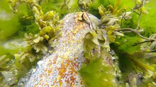Colorful Barnacle Cover Rock Among Seaweeds