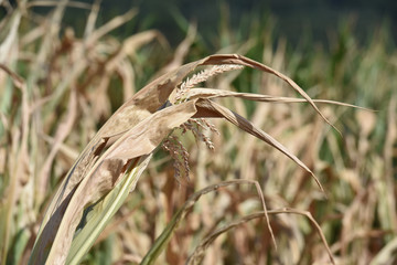 Sticker - mais recolte secheresse ete climat meteo culture agriculture perte chaleur canicule terre planete environnement bio rechauffement climatique 2018 record brule cereales wallonie champs