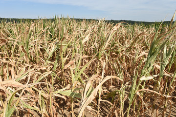 Sticker - mais recolte secheresse ete climat meteo culture agriculture perte chaleur canicule terre planete environnement bio rechauffement climatique 2018 record brule cereales wallonie champs