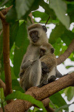 Vervet Monkey Mother With Baby In Branches