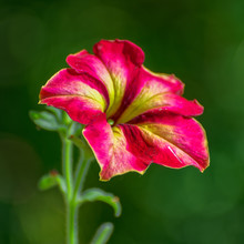 Close-up View To Flower Of Blooming Petunia On Natural Foliage Background.