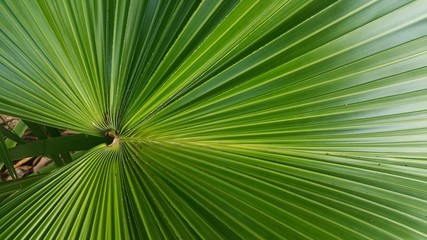 Sticker - palm leaf background wallpaper sugar pattern detail line plant green
