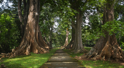 Wall Mural - Asian tropical rainforest