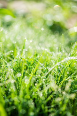 Nature Background with drops of dew on a fresh green grass with beautiful bokeh effect