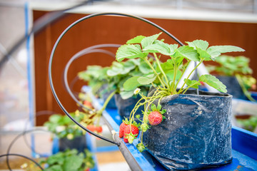 Strawberry growing in a greenhouse