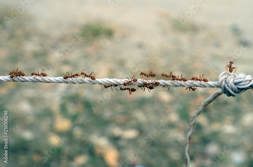 Zdjęcie XXL Droga Mrówka na linie