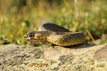 Full Length View Of Eastern Montpellier Snake