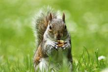 Grey Squirrel Eating Nut On Lawn