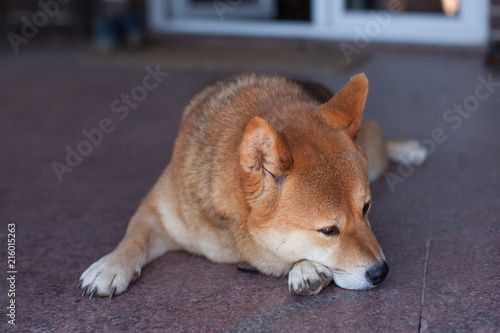 Japanese Dog Lies On Floor Near Door Of Her House And Ready