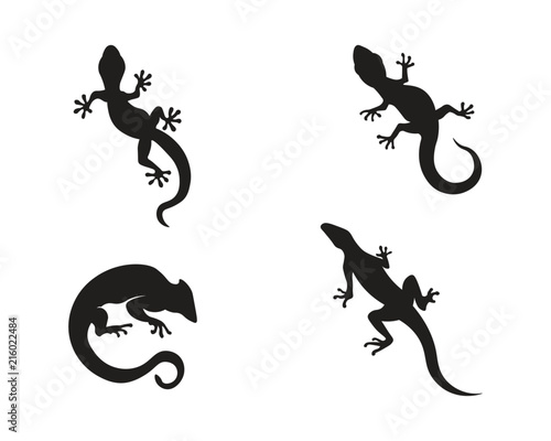 Fotografía Lizard vector, design, animal, and reptile, gecko