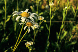 Fototapeta Konie - beautiful flower plant in grassland in sunshine, summer nature meadow