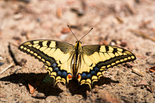 Swallowtail Butterfly Or Papilio Machaon Close