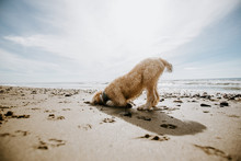 Golden Doodle Playing In Sand At Ocean Beach
