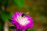 Fototapeta Pokój dzieciecy - A bee collecting nectar with beautiful spring flowers. A purple flower on the sunbeams
