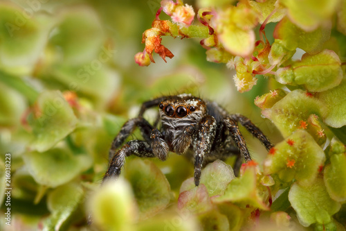 Zdjęcie XXL Skokowy pająk otaczający ładnym jasnozielonym rośliny ulistnieniem
