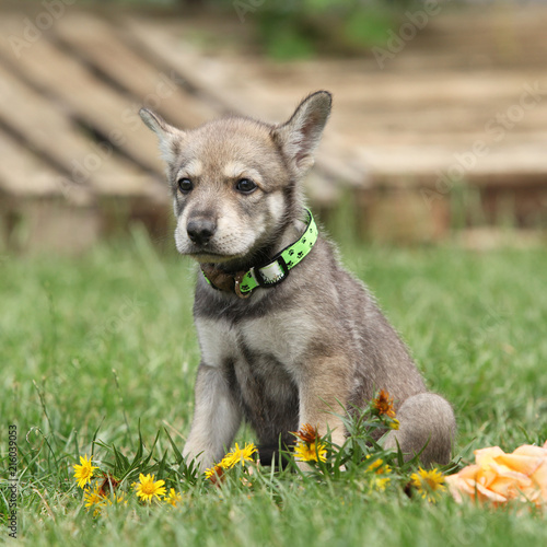 Plakat Szczeniak Saarloos Wolfhound z kwiatem