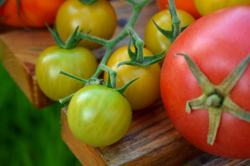 Poster - Close-up of varying sorts of tomatoes in a wooden cart in the garden