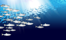 School Of Herring Baltic Fish. Marine Life. Shad Vector Illustration Optimized From To Be Used In Background Design, Decoration
