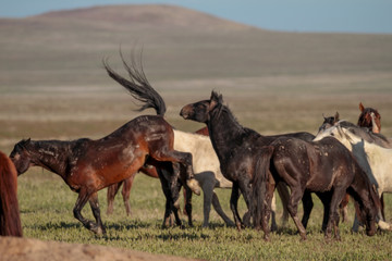 Desert Wild Horses