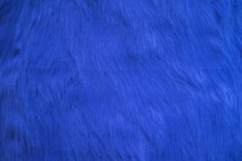 Texture Of Blue Fur, Bright Fluffy Background