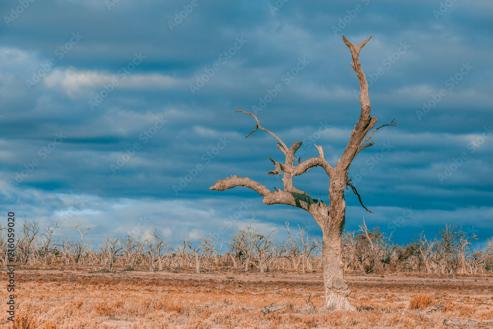 Forest of dead barren trees in South Australia Stock Photo | Adobe Stock