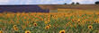 Sunflower field in French Provence with lavender in the background
