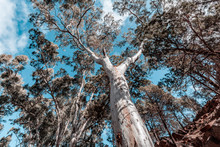 Looking Up At Beautiful Red Gum Tree Canopy
