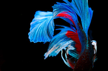 Wall Mural - Halfmoon betta fish, siamese fighting fish, Capture moving of fish, abstract background of fish tail
