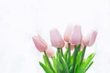 Fototapeta Tulipany - Beautiful tulip flower 