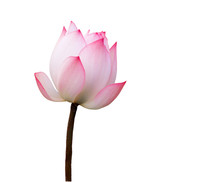 Pink Lotus Isolate On White Background