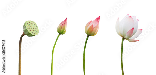 Canvastavla  step growing lotus flower isolate on white background